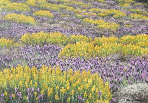 Cromatismos 47 x 33 cm oleo/papel