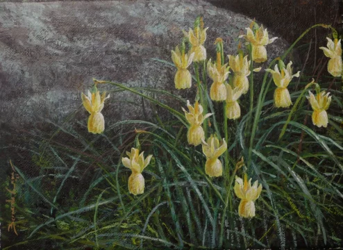 Narcissus pallidus 22 x 16 cm acrílico/lienzo