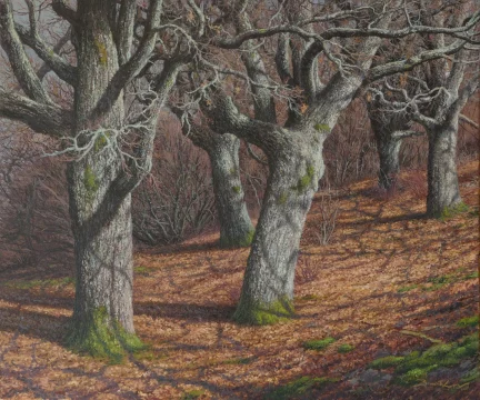 Robledal de Valsain oleo/lienzo 65 x 54 cm