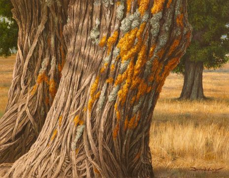 La piel de las sabinas 35 x 27 cm oleo/lienzo